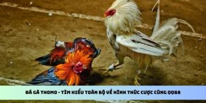 Đá Gà Thomo - Tìm Hiểu Toàn Bộ Về Hình Thức Cược Cùng QQ88 6 đá gà thomo qq88