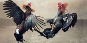 Cách Nuôi Gà Đá Chân Mạnh - Bí Quyết Huấn Luyện Thần Kê 2 cách nuôi gà đá chân mạnh