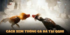Cách Xem Tướng Gà Đá - Chọn Chiến Kê Hiệu Quả Cùng QQ88 4 cách xem tướng gà đá