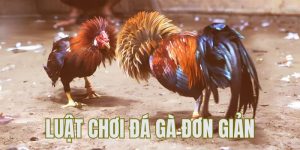 Luật đá gà QQ88 - Yếu tố quyết định giúp bạn chiến thắng 5 luật đá gà
