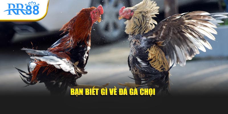 Bạn biết gì về đá gà chọi