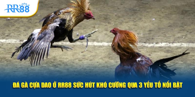 đá gà cựa dao ở KUBET sức hút khó cưỡng qua 3 yếu tố nổi bật